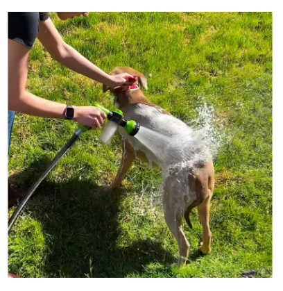 Pup Shower Jet